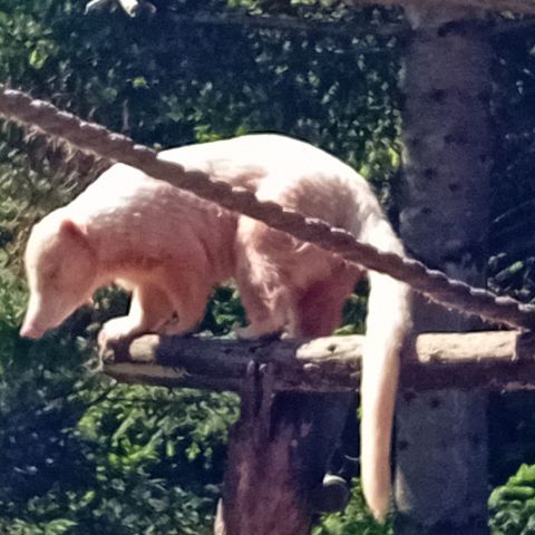 Gauditag-06.08.2024-Weisser-Zoo-159