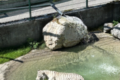 2024 Im Reich der weißen Tiger
