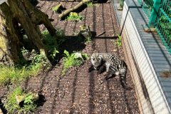 Gauditag-06.08.2024-Weisser-Zoo-149