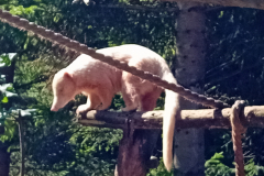 Gauditag-06.08.2024-Weisser-Zoo-159