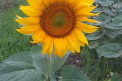 1_2025-Gaudi-Trioaktiv-84