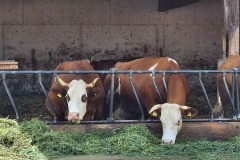 2025-Gaudi-Trioaktiv-25