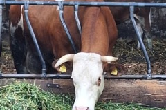 2025-Gaudi-Trioaktiv-26