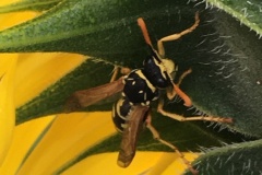 2025-Gaudi-Trioaktiv-57