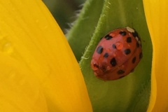 2025-Gaudi-Trioaktiv-58