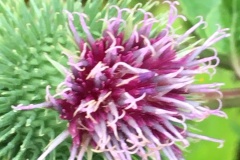 2025-Gaudi-Trioaktiv-59