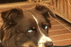 2025-Gaudi-Trioaktiv-60