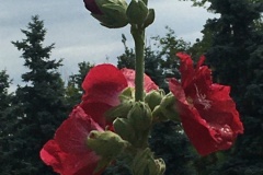 2025-Gaudi-Trioaktiv-62