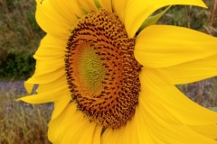 2025-Gaudi-Trioaktiv-67