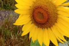 2025-Gaudi-Trioaktiv-68