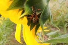 2025-Gaudi-Trioaktiv-70