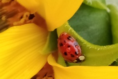 2025-Gaudi-Trioaktiv-71