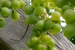 2025-Gaudi-Trioaktiv-74