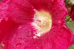 2025-Gaudi-Trioaktiv-75