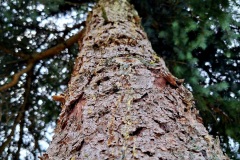 2025-Gaudi-Trioaktiv-8