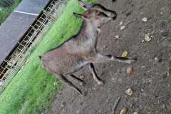 IMG-20250729-WA0027