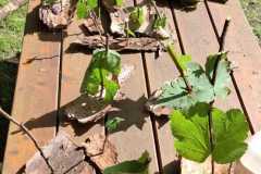 IMG-20250729-WA0029